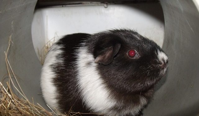 Comment Calcule-t-on l'âge d'un cochon-dinde ?