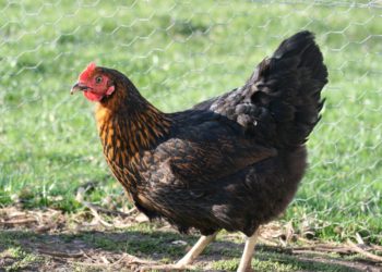 Quelle est la durée d'élevage d'une poule noire ?