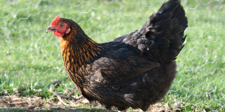 Quelle est la durée d'élevage d'une poule noire ?