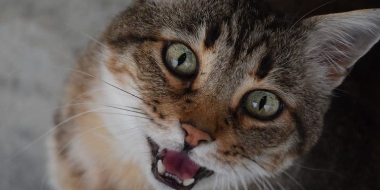 Comment miaule un chat anglais ?