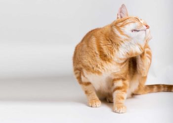 Comment savoir quand vermifuger un chat ?