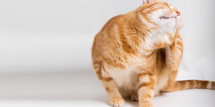 Comment savoir quand vermifuger un chat ?