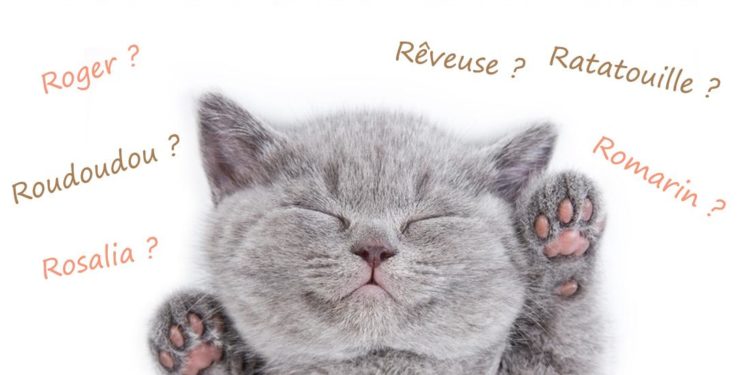 Quel nom pour les chats en 2020 ?