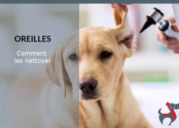 Quel vitamine pour mon chien ?