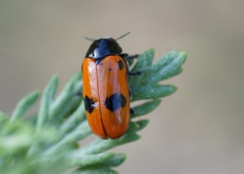 Quel animal mange des larves d'insectes ?