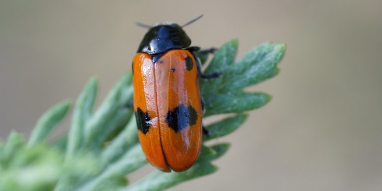 Quel animal mange des larves d'insectes ?