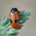 Quel animal mange des larves d'insectes ?
