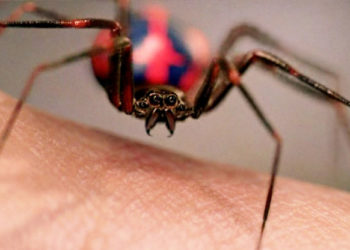 Est-ce qu'une araignée peut piquer plusieurs fois ?