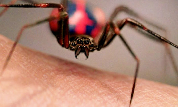 Est-ce qu'une araignée peut piquer plusieurs fois ?