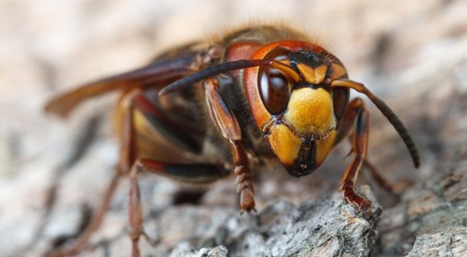 Comment enlever le dard d'un taon ?
