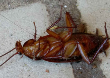 Comment éliminer les cafards définitivement ?