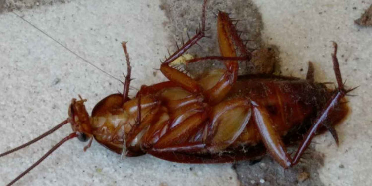 Comment éliminer les cafards définitivement ?