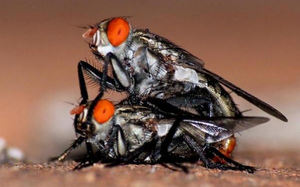 Pourquoi les mouches sont aussi rapide ?