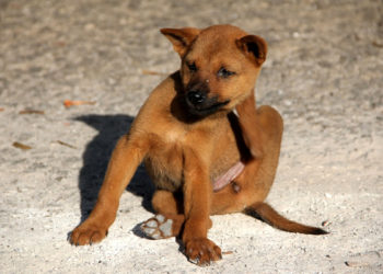 Est-ce qu'une allergie au chien peut disparaître ?