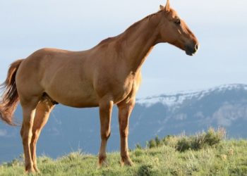 Pourquoi le cheval souffle fort ?
