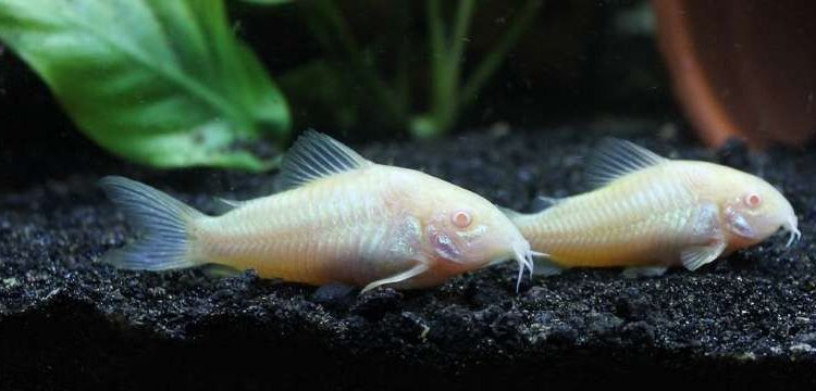 Quel poisson nettoyeur avec crevette ?