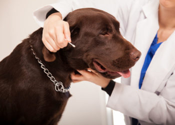 Comment nettoyer l'intérieur des oreilles d'un chien ?