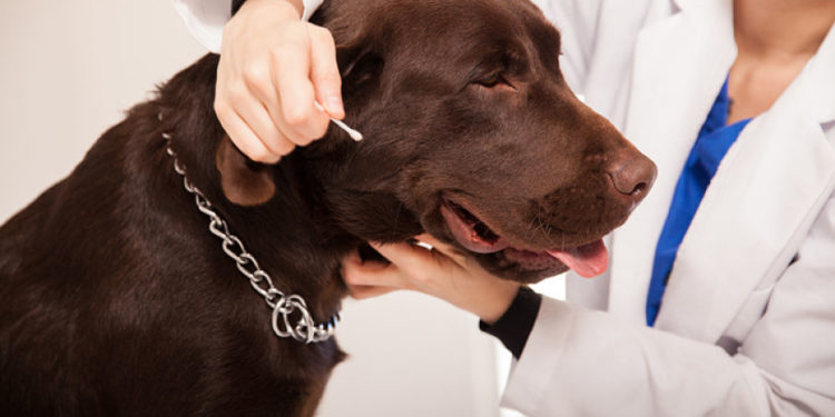 Comment nettoyer l'intérieur des oreilles d'un chien ?