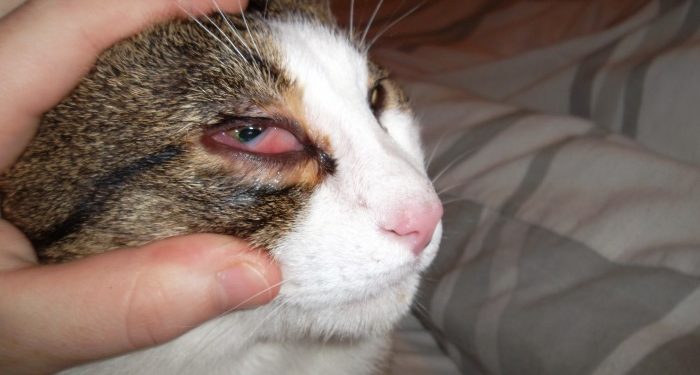 Pourquoi les yeux de mon chat sont bizarre ?