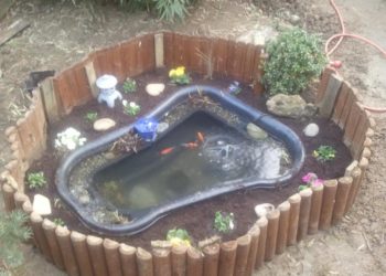 Quel poisson pour bassin 250 litres ?