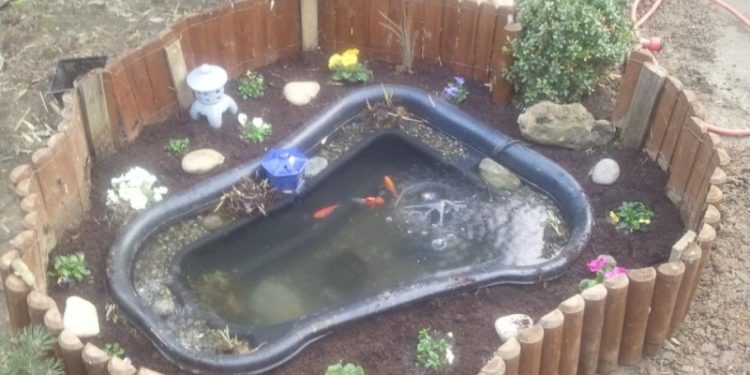 Quel poisson pour bassin 250 litres ?