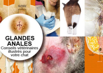 Comment vider les glandes anales d'un chat ?