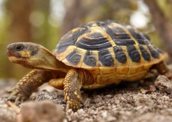Est-ce que les tortues d'eau dorment ?
