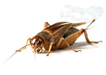 Comment garder en vie des grillons ?