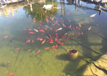Quand mettre des poissons rouges dans un bassin ?