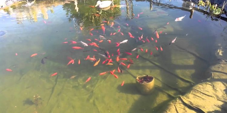 Quand mettre des poissons rouges dans un bassin ?