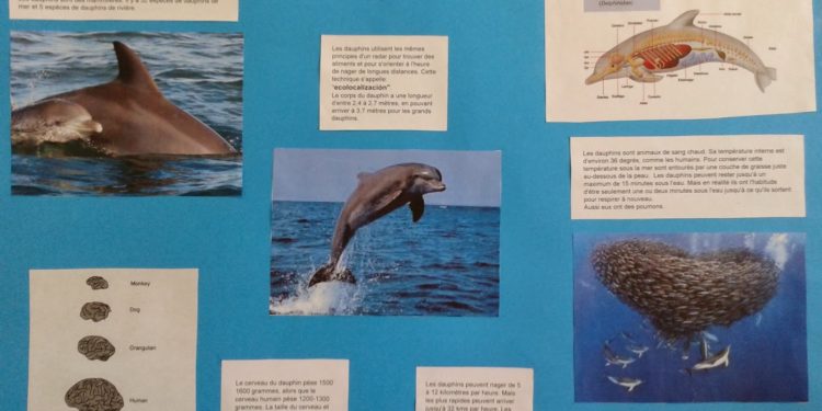 Comment faire un exposé sur les dauphins ?