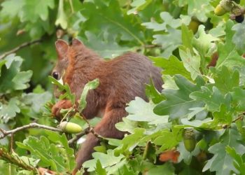 Comment nourrir un petit écureuil ?