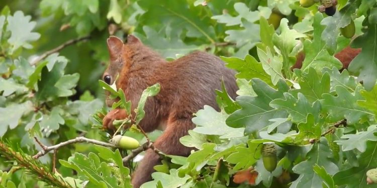 Comment nourrir un petit écureuil ?