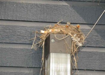 Qui nourrit les bébés merles ?