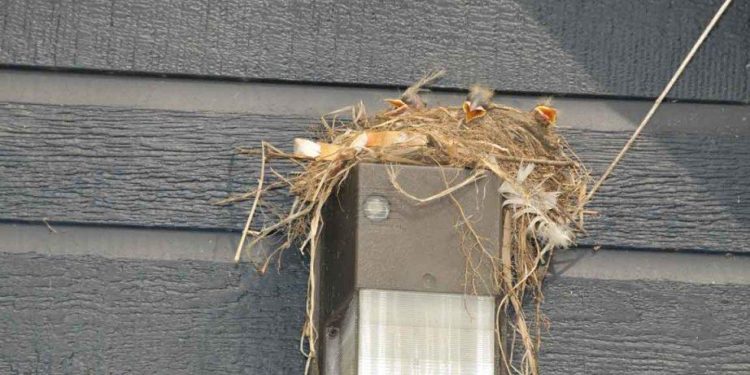 Qui nourrit les bébés merles ?