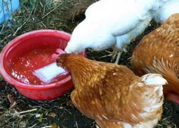 Pourquoi mettre du vinaigre dans l'eau des poules ?