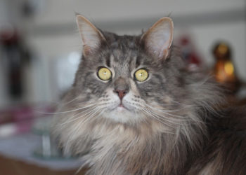 Comment vivre avec un Main Coon ?