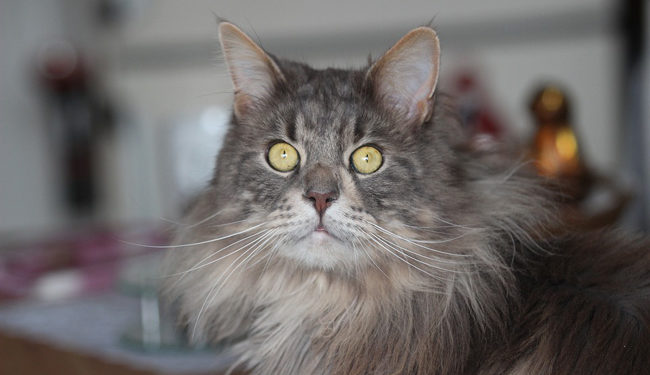 Comment vivre avec un Main Coon ?