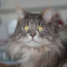 Comment vivre avec un Main Coon ?