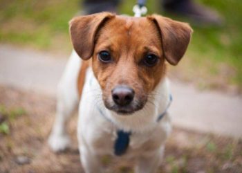 Comment nourrir un chiot Jack Russel ?