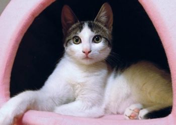 Comment on doit nourrir un chat stérilisé ?