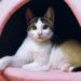 Comment on doit nourrir un chat stérilisé ?