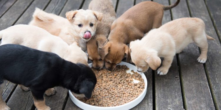 Comment nourrir un chiot difficile ?