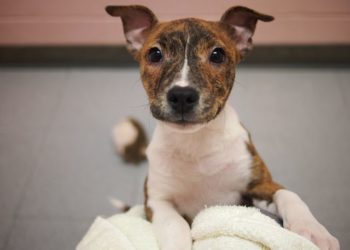 Comment s'occuper d'un pitbull ?