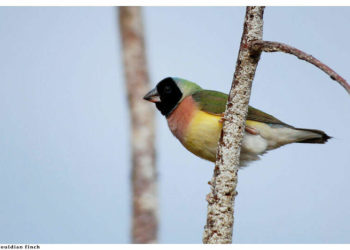 Comment reconnaître une femelle diamant Gould ?