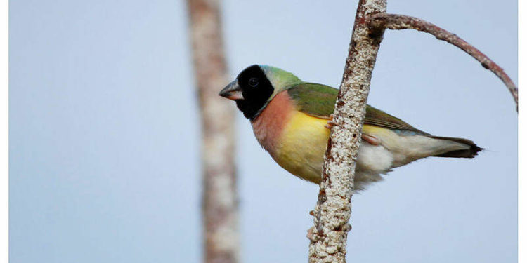 Comment reconnaître une femelle diamant Gould ?
