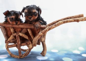 Comment s'occuper d'un Yorkshire Terrier ?