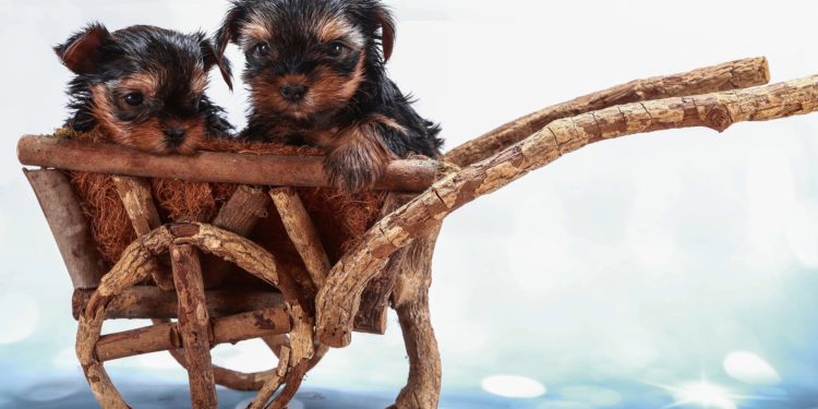 Comment s'occuper d'un Yorkshire Terrier ?