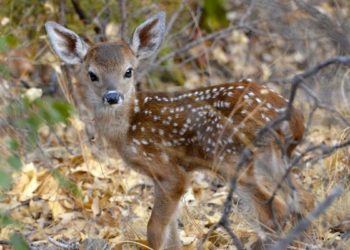 Comment sauver un bébé faon ?