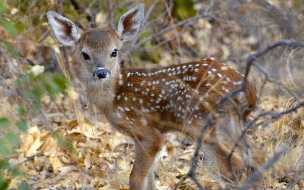 Comment sauver un bébé faon ?
